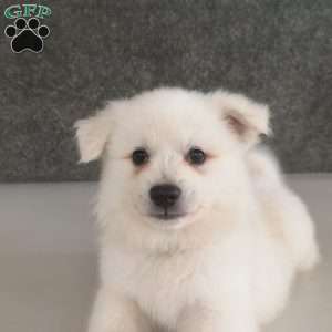 Asher, American Eskimo Puppy